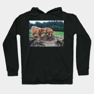 Scottish Highland Cattle Calves 1817 Hoodie